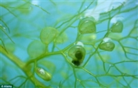 臭氧对水中微生物杀菌（二）