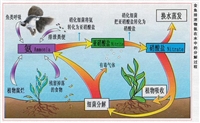 臭氧对水中微生物杀菌（一）